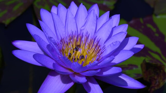 Fresh Blooming Purple Lotus flower or Nymphaea nouchali or Nymphaea stellata is a water lily of genus Nymphaea - Purple nature Footage 4K