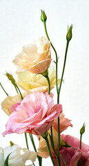 Fototapeta premium eustoma flowers growing on a white background