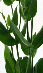 eustoma flowers growing on a white background