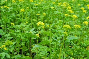 Rapsfeld am Morgen im Herbst 