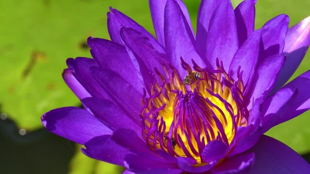 Fresh Blooming Purple Lotus flower or Nymphaea nouchali or Nymphaea stellata is a water lily of genus Nymphaea - Purple nature Footage 4K