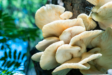 Mushroom on the Tree