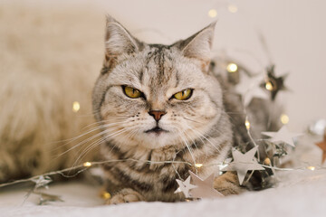 A cute cat of the Scottish straight cat breed sits on a bed. Good New Year spirit. Ready postcard. Happy New Year animal, pet, cat.