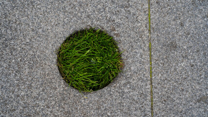 Kreis aus Gras in Asphalt