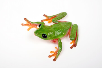 Schwarzaugenlaubfrosch // Morelet's tree frog (Agalychnis moreletii)