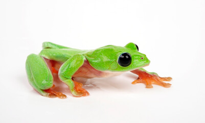 Schwarzaugenlaubfrosch // Morelet's tree frog (Agalychnis moreletii)