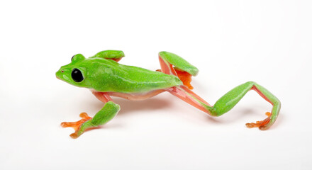 Morelet's tree frog // Schwarzaugenlaubfrosch (Agalychnis moreletii)