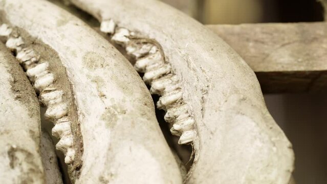 Extreme close up of buffalo jaws displayed outside house in Tana Toraja