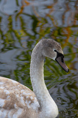 portrait of a young swan on the water