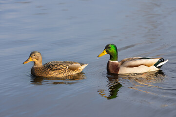 female and male mallard swims on the water