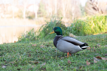 male mallard standing in the grass by the lake