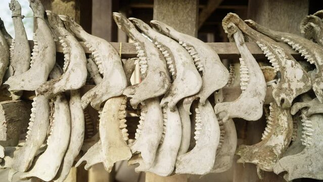 Buffalo jaws hanging at tongkonan traditional house in Tana Toraja, close up