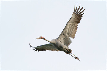 Sarus Crane flying