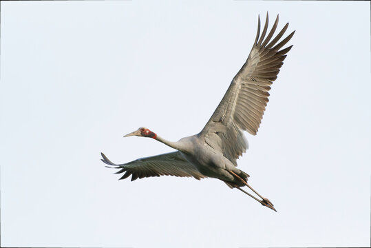 Sarus Crane flying