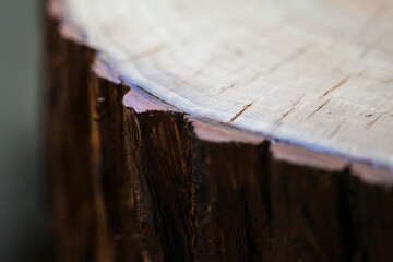 Wooden slab with bark. Macro image.