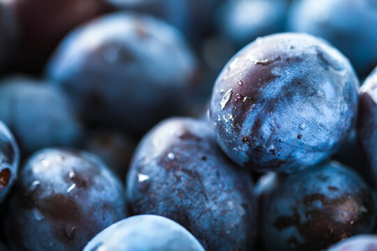 Wet plum berries with drops of water. Macro image.