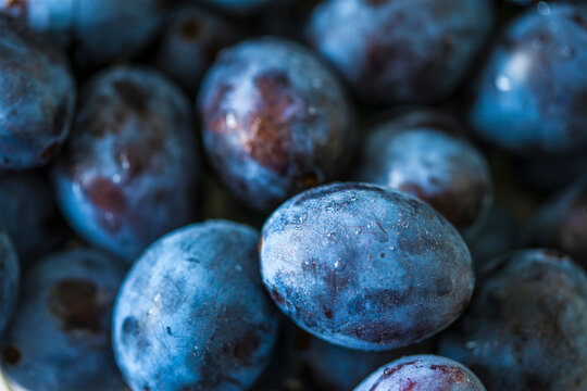 Wet plum berries with drops of water. Macro image. © Ivan
