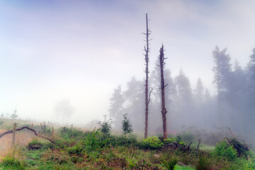 Martwe drzewa we mgle, Redmires Reservoir