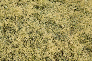 Green and dry plant as a natural background.