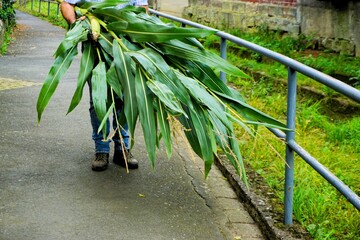 Fototapeta premium Mann mit blauer Jeanshose trägt lange Maispflanzen vor sich her auf Gehweg neben silbernem Stehlgeländer a m Nachmittag im Herbst