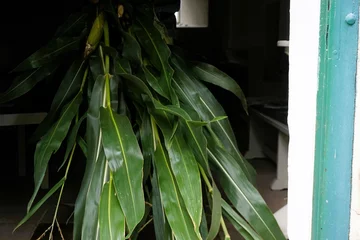 Foto op Plexiglas anti-reflex Mann schleift lange grüne Maispflanzen über Boden in Innenraum von Kirche an Erntedank © Anette