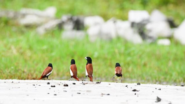 Tricoloured munia dancing
