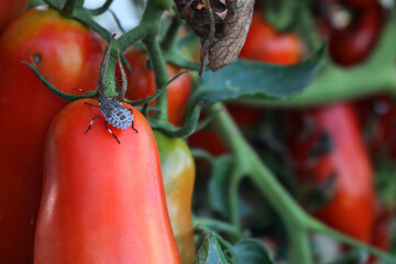 Close-up of  brown marmorated shield bug on long ripe red tomatoes growing on plant in the...