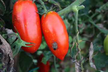 Close-up of  brown marmorated shield bug on long ripe red tomatoes growing on plant in the...