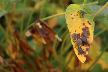 Close-up of  many brown marmorated shield bugs on yellow soybean leaf in the field. Halyomorpha...