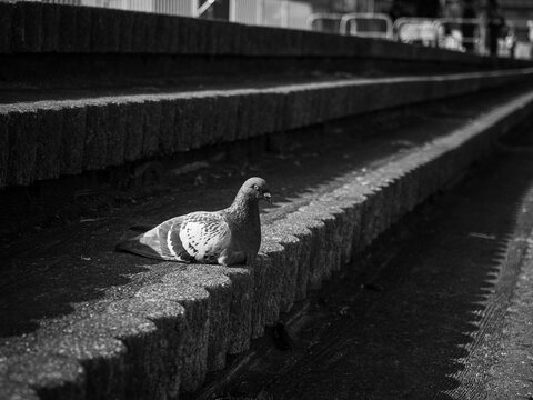 河川敷に佇む鳩
Riverside Tranquility: The Pigeon's Gaze