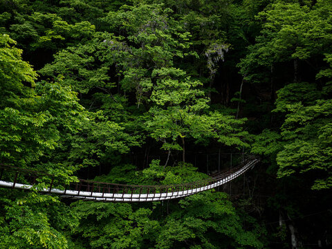 森の中の水管橋
Water pipe bridge in the forest