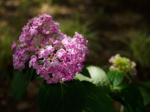 薄紫色の装飾花を備える紫陽花
Hydrangea Adorned in Pale Purple Blooms