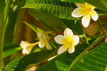 Obraz na płótnie Canvas White and yellow plumeria flowers growing on a tree.
