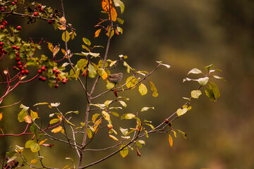 A bird on a twig, a bush in autumn colors. Low viewing angle.