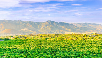 green rows of wineyard with grape on a winery during sunset with amazing mountains and clouds on background