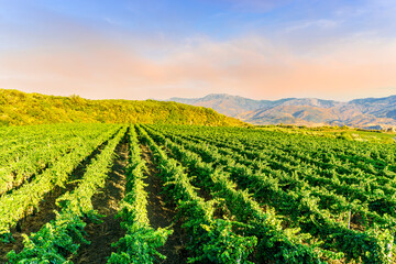 green rows of wineyard with grape on a winery during sunset with amazing mountains and clouds on background