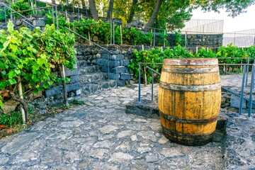 old vintage oaken wine barrel on wineyard, vinery rural landscape - obrazy, fototapety, plakaty