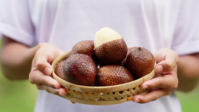 Ripe tropical snake fruit known as salak or snakeskin, acidic and tasty