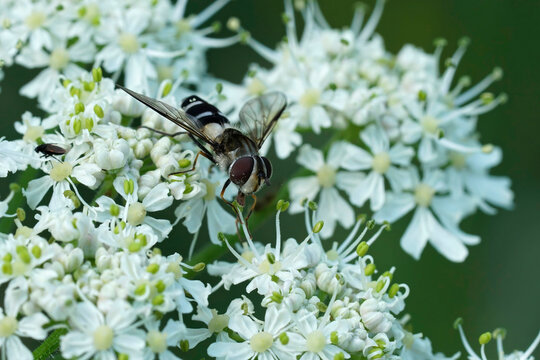 Closeup on an uncommon Dark-saddled Leucozona laternaria hoverfly on a white flower in the Austrian alps