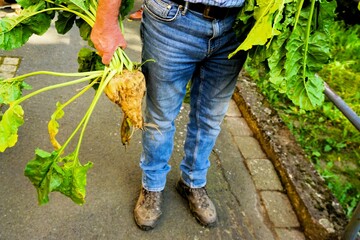Mann mit blauer Jeanshose hält frisch geerntete Zuckerrübenpflanze in Hand auf Gehweg am Nachmittag im Herbst