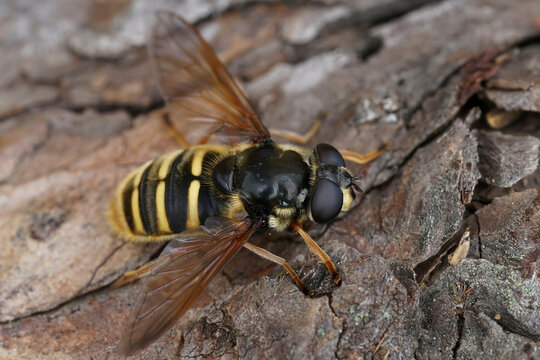 Detailed closeup on a Yellow barred Peat hoverfly, Sericomyia silentis sitting on wood