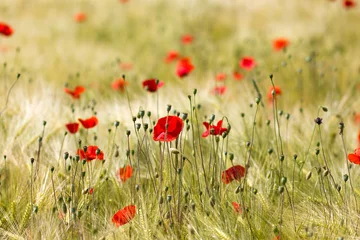 Gardinen in the barley field - wild poppy flowers - soft focus © Mira Drozdowski