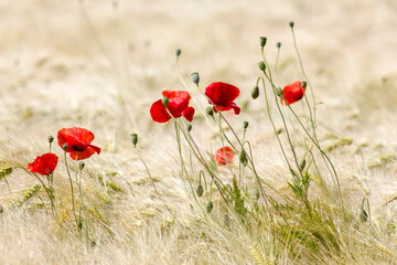 Fototapeta premium in the barley field - wild poppy flowers - soft focus
