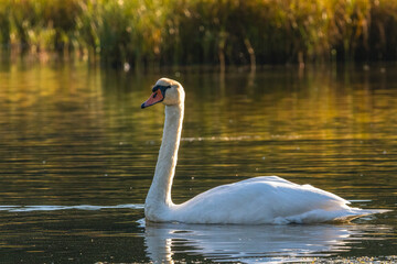 swan on the water