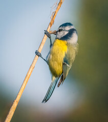 yellow capped kingfisher