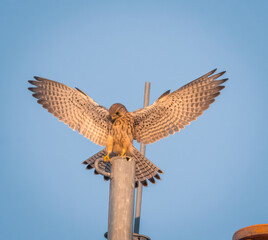 eagle in flight