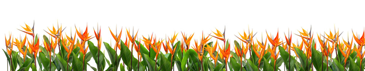 Obrazy  Panoramic field of orange Strelitzia Reginae tropical flowers, isolated on a transparent background. PNG, cutout, or clipping path.