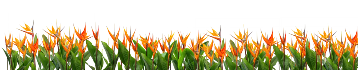 Fotobehang Panoramic field of orange Strelitzia Reginae tropical flowers, isolated on a transparent background. PNG, cutout, or clipping path. © Transparent png