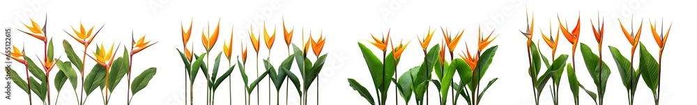 Wall mural collection of of orange strelitzia reginae tropical flowers, isolated on a transparent background. p - Wall murals