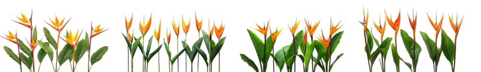 collection of  of orange Strelitzia Reginae tropical flowers, isolated on a transparent background. PNG, cutout, or clipping path.	
